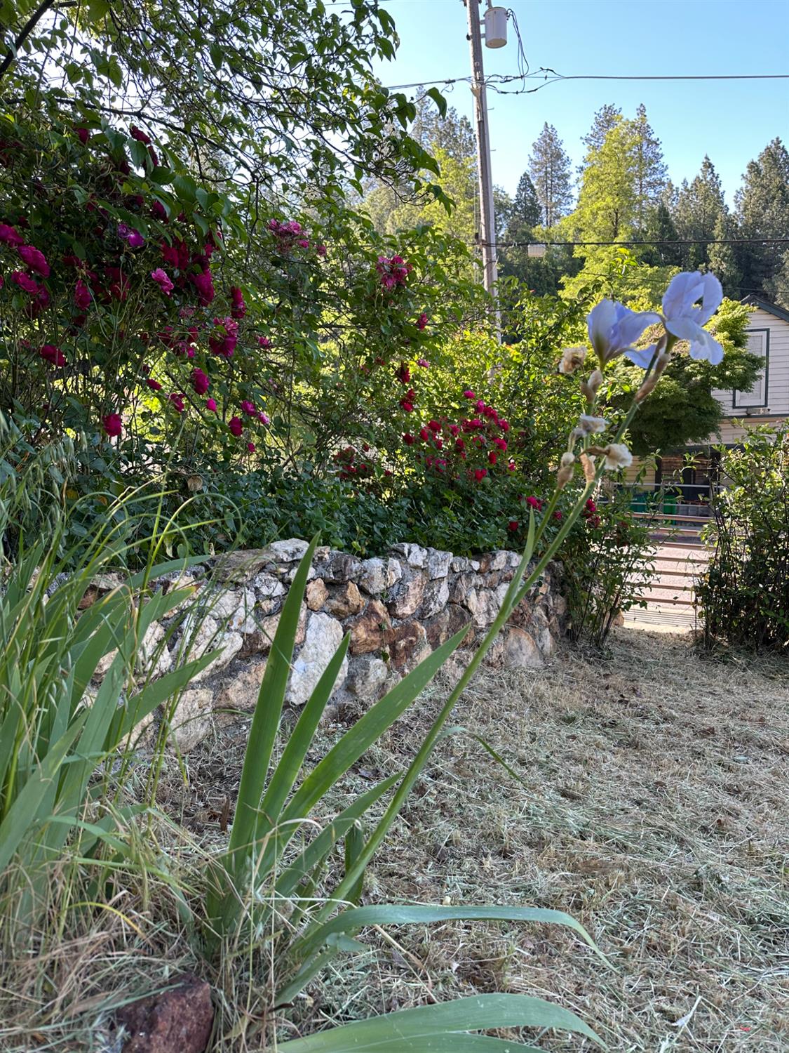 Detail Gallery Image 26 of 32 For 240 E Main St, Grass Valley,  CA 95945 - – Beds | – Baths