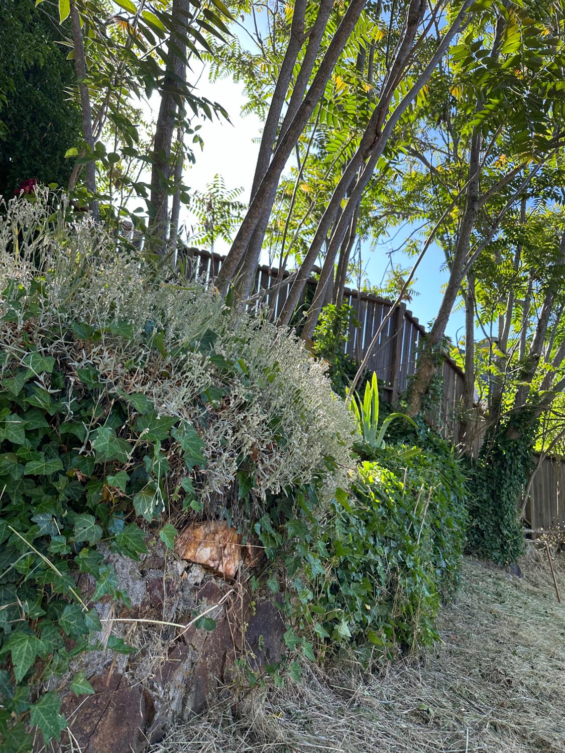 Detail Gallery Image 23 of 32 For 240 E Main St, Grass Valley,  CA 95945 - – Beds | – Baths