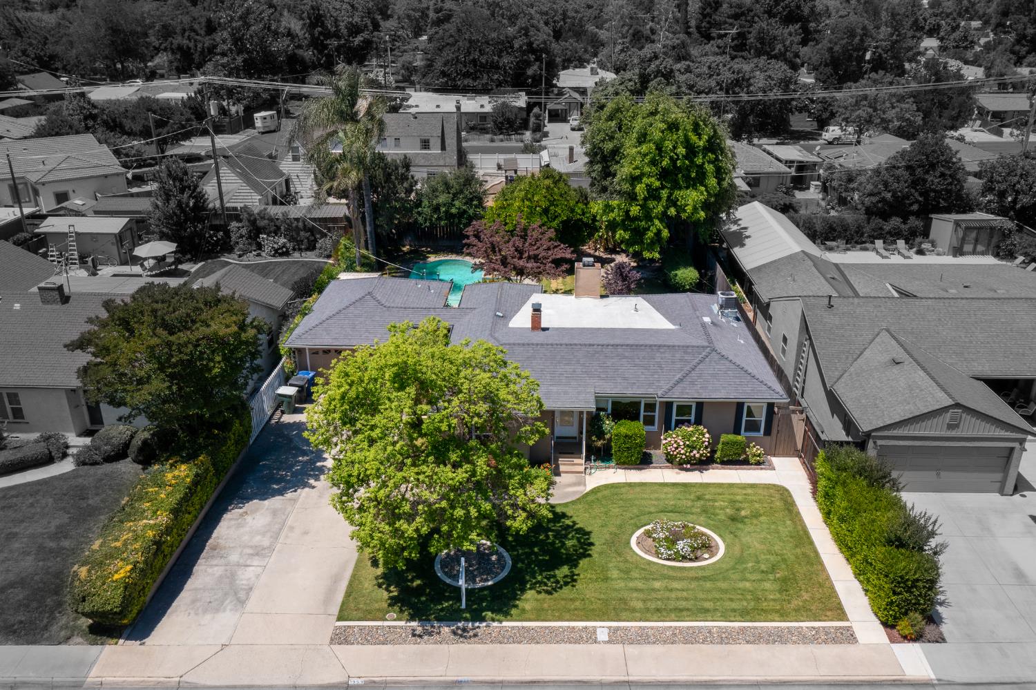 Sycamore, Modesto, California image 7