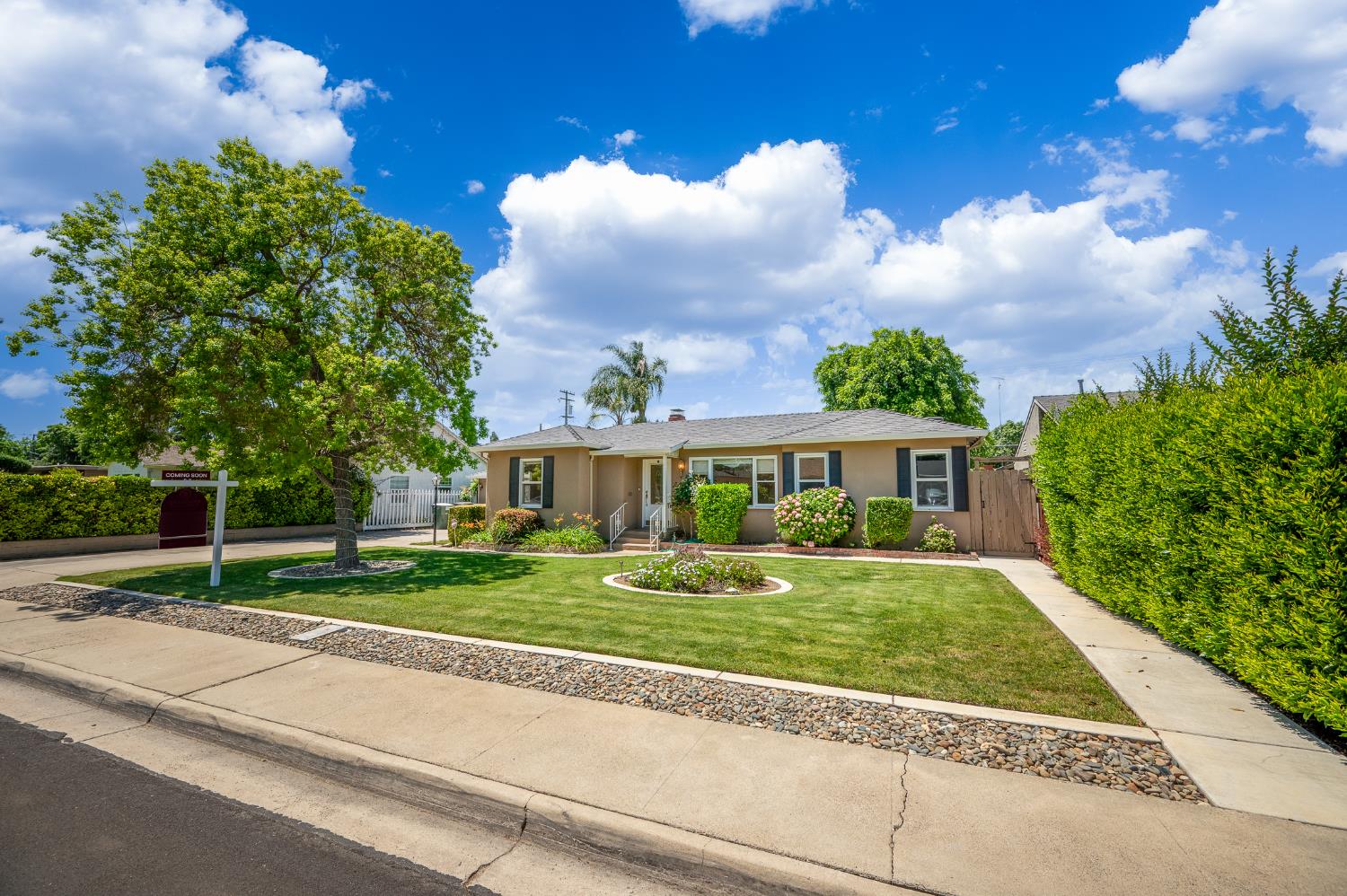 Sycamore, Modesto, California image 5