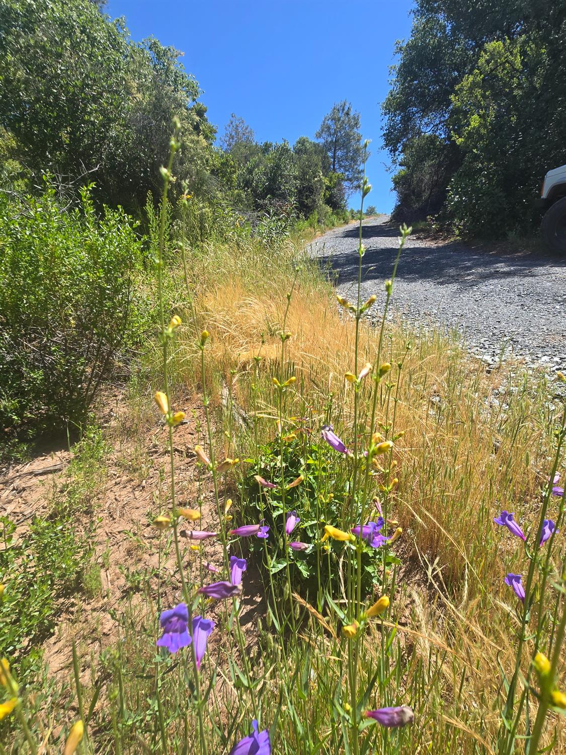 Stewart Mine Road, Placerville, California image 29