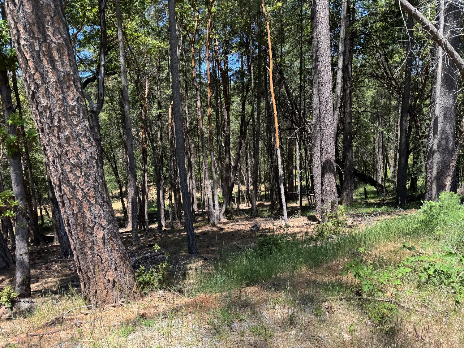 Todd Valley Road, Foresthill, California image 3