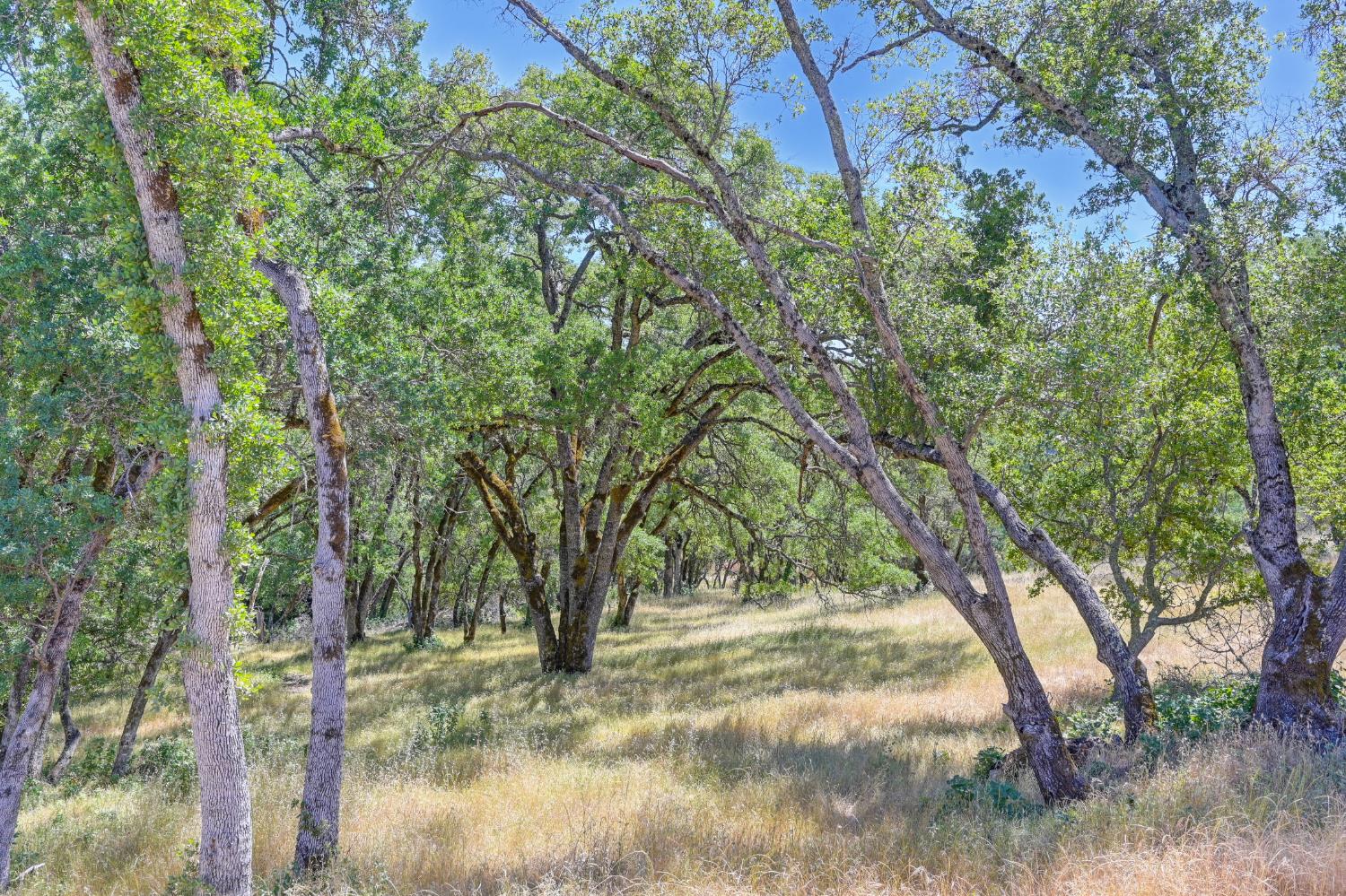 Western Sierra Way, El Dorado Hills, California image 2