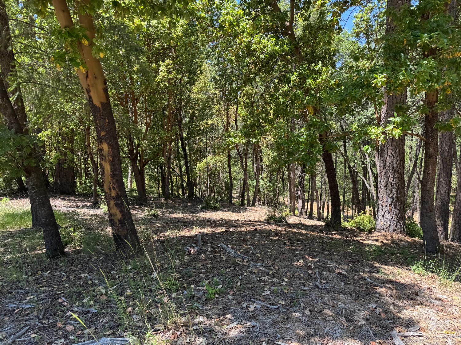 Todd Valley Road, Foresthill, California image 4
