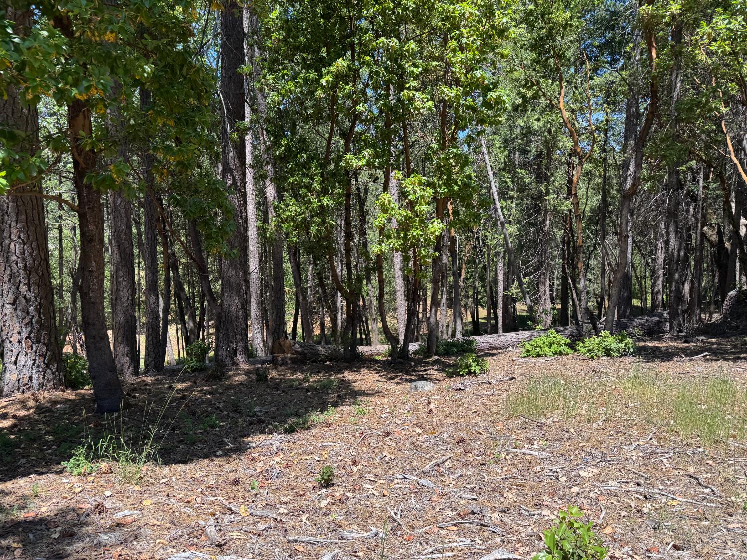Todd Valley Road, Foresthill, California image 5