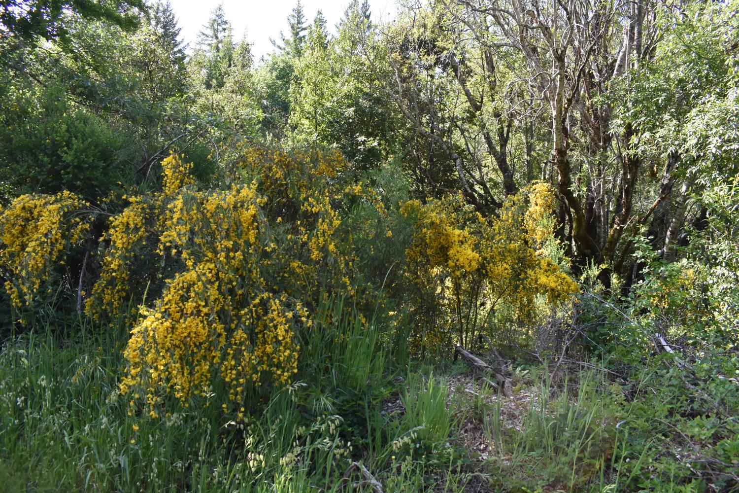 SW Briceland Road, Whitethorn, California image 13