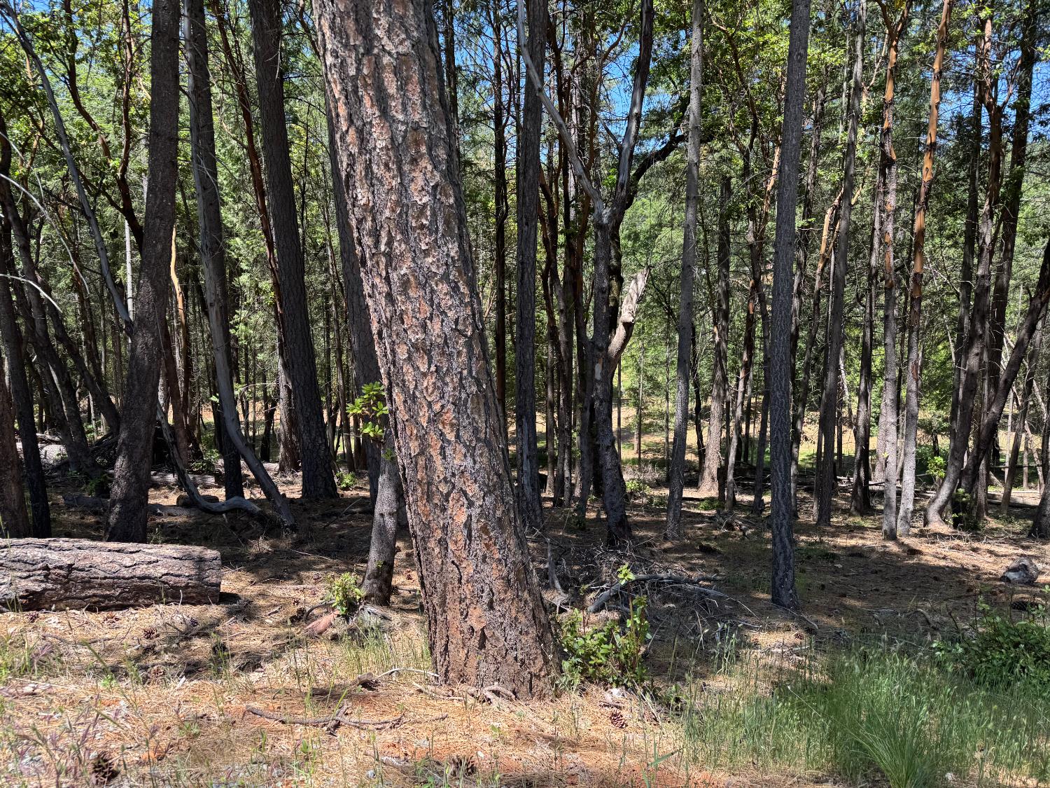 Todd Valley Road, Foresthill, California image 4