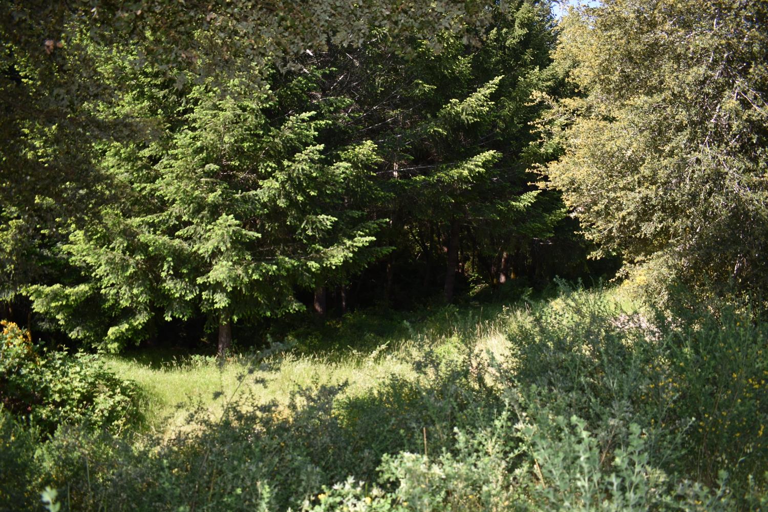 SW Briceland Road, Whitethorn, California image 12
