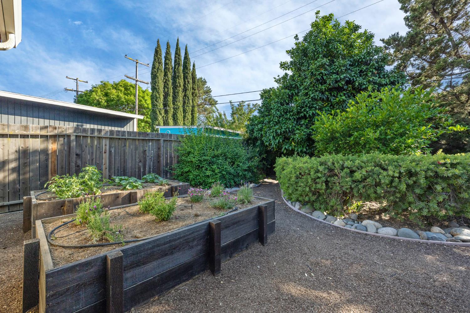 Sycamore Lane, Davis, California image 30