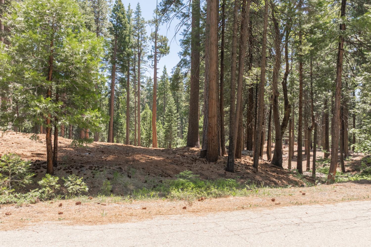 Shoshone Drive, Camp Connell, California image 7