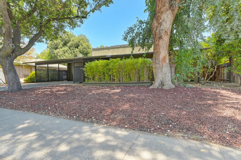 Sycamore Lane, Davis, California image 5