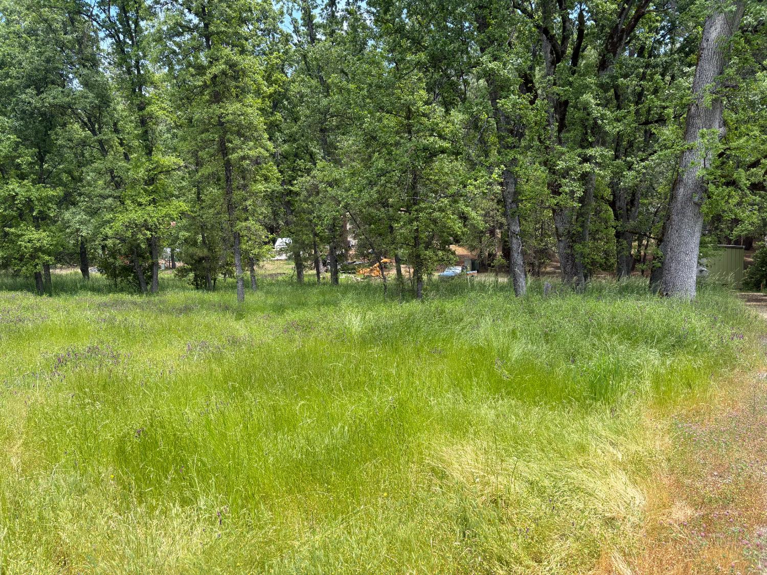 Forrest Oak Road, Pioneer, California image 1
