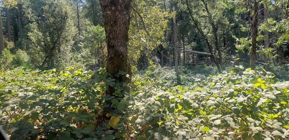 Gold Creek Trail, Volcano, California image 8