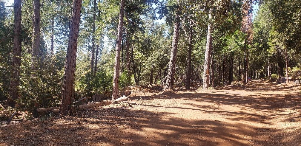 Gold Creek Trail, Volcano, California image 14