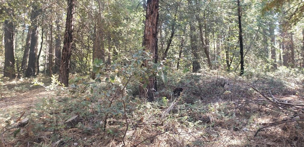 Gold Creek Trail, Volcano, California image 4