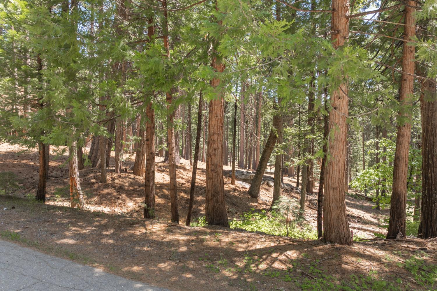 Shoshone Drive, Camp Connell, California image 8