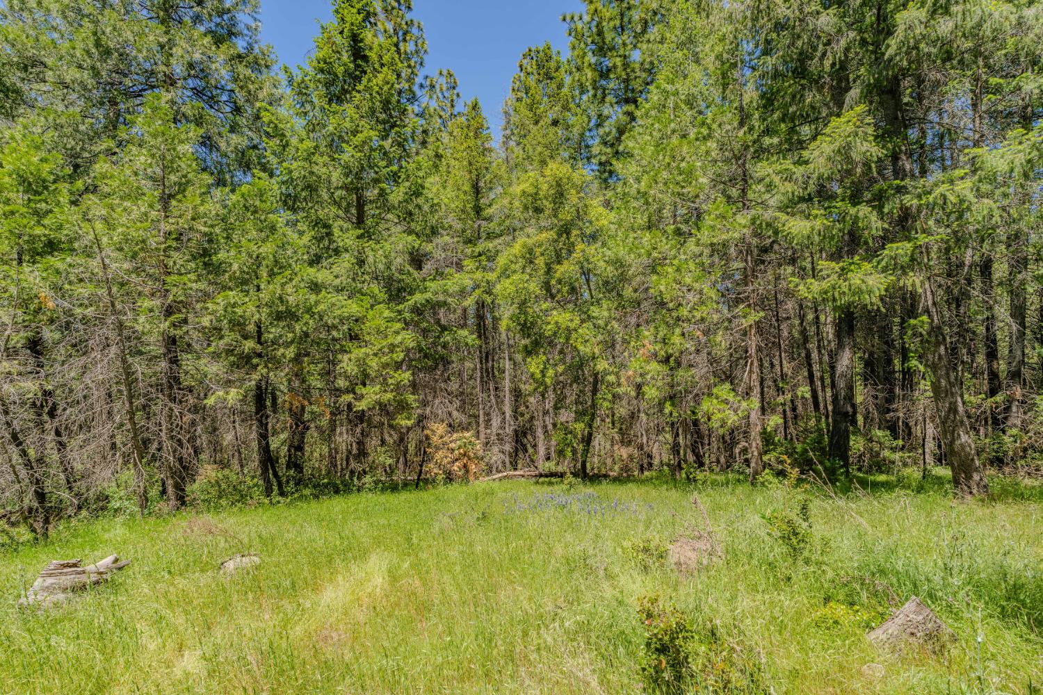 Allan Road, Volcano, California image 10