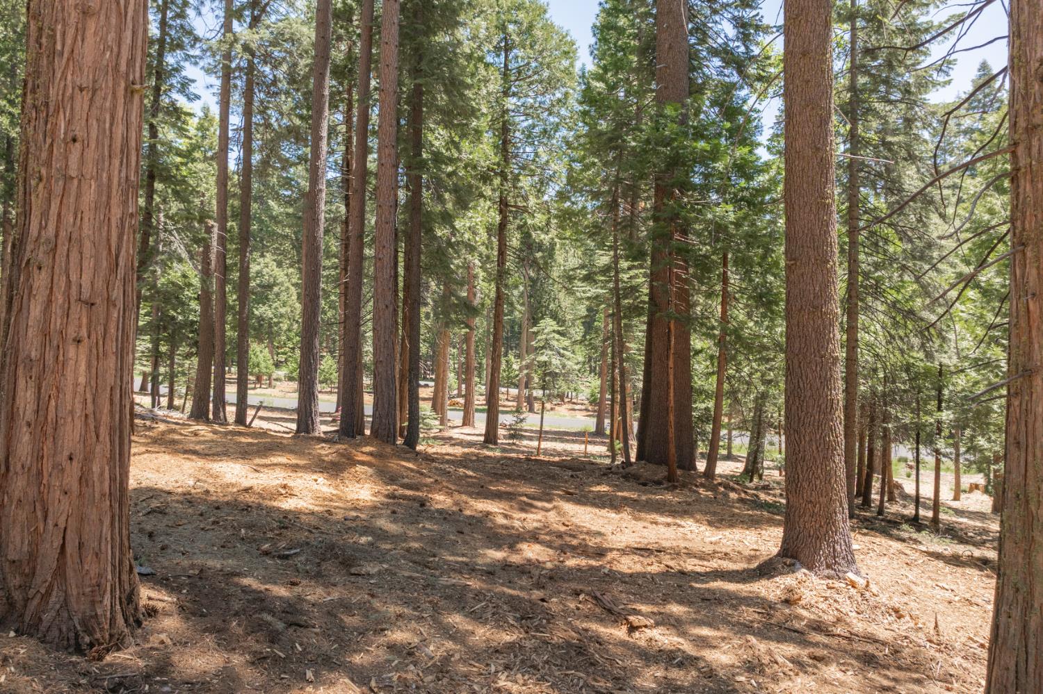 Shoshone Drive, Camp Connell, California image 1