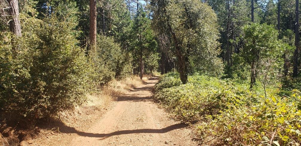 Gold Creek Trail, Volcano, California image 11