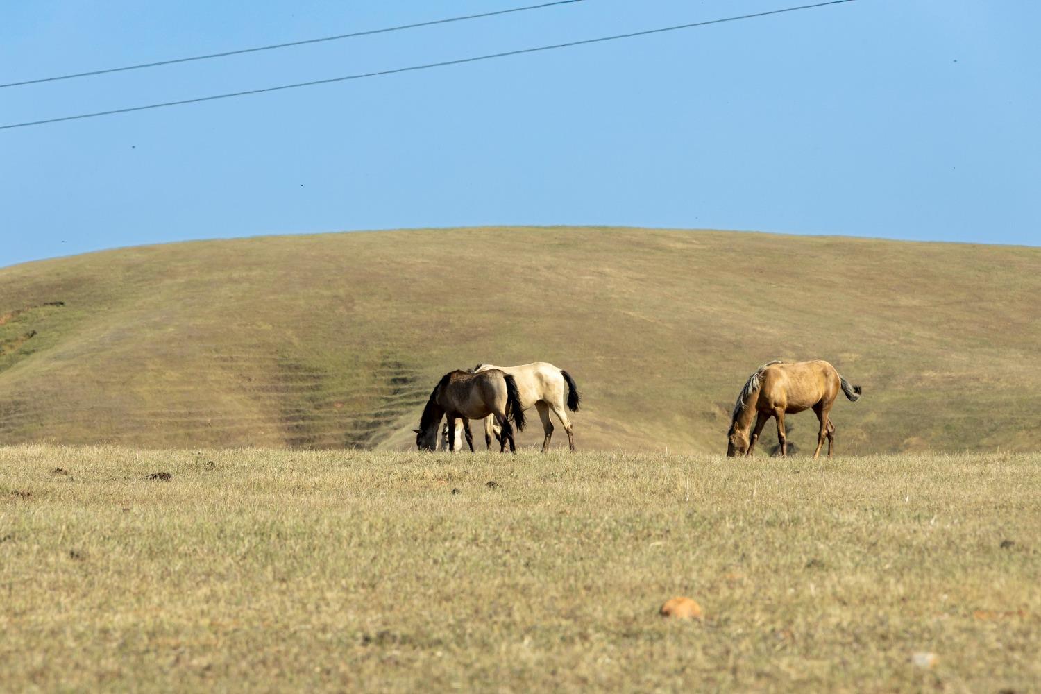 S Gulch Road, Valley Springs, California image 20