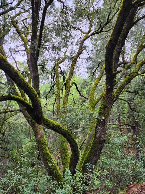 Brockman Mill Road, Fiddletown, California image 40
