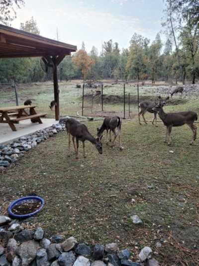 Hidden Valley Road, Mountain Ranch, California image 40