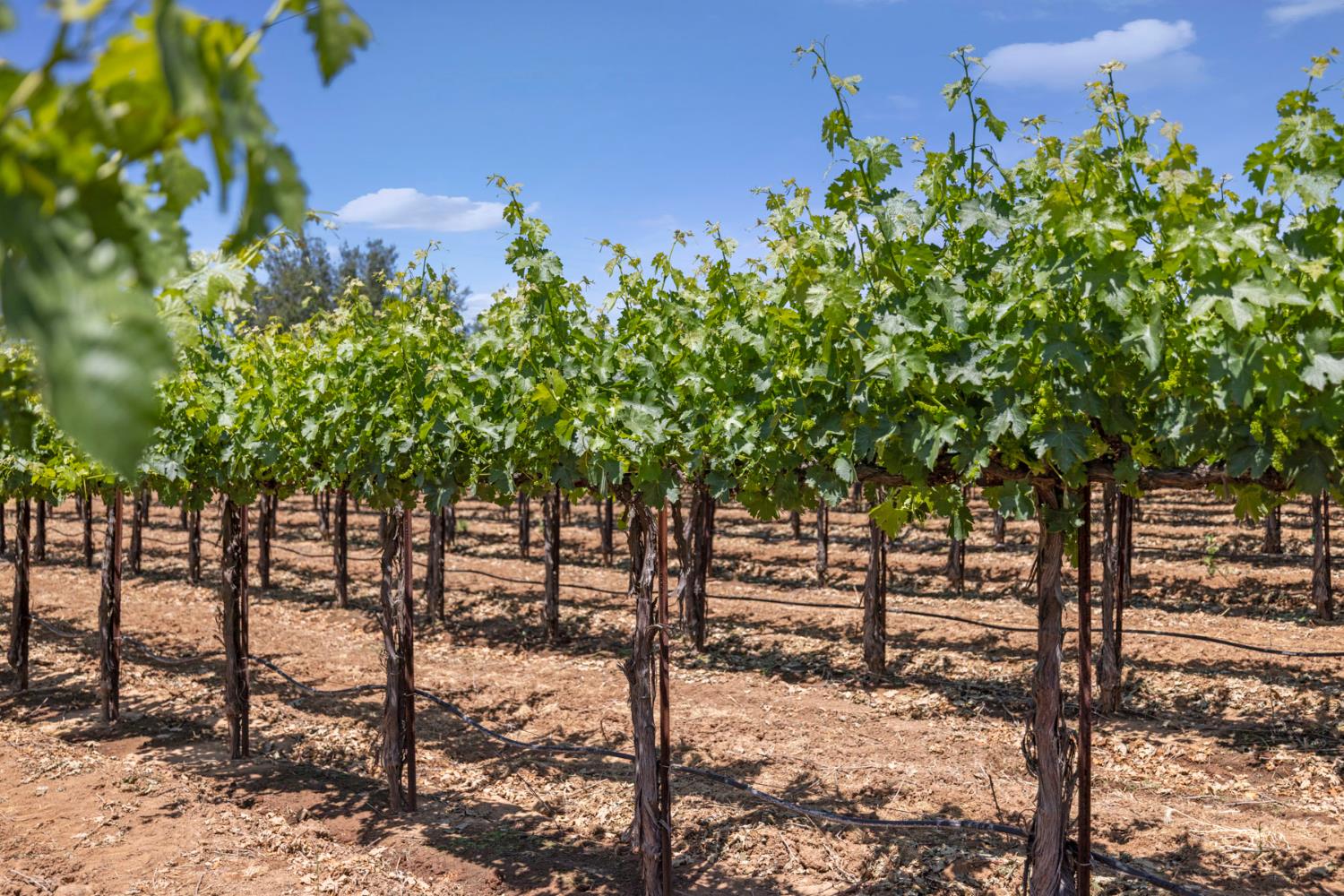 N Linn, Acampo, California image 4