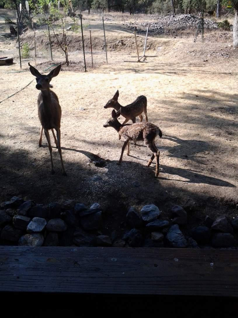 Hidden Valley Road, Mountain Ranch, California image 38