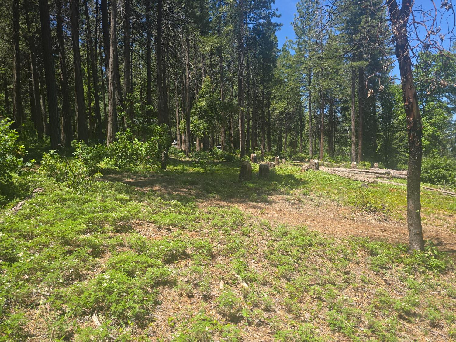Robust Way, Nevada City, California image 4