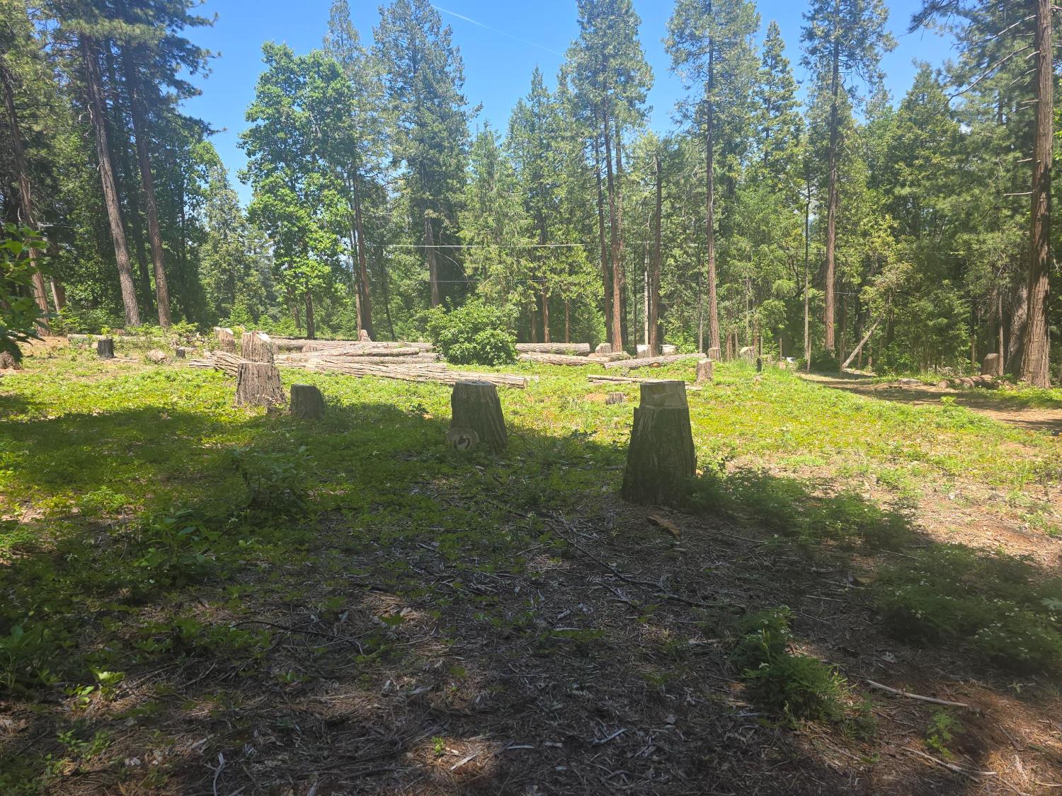 Robust Way, Nevada City, California image 7