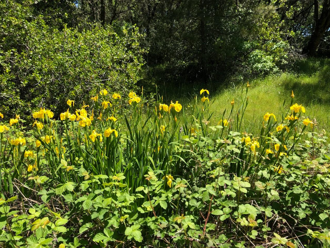 Perimeter Road, Grass Valley, California image 21
