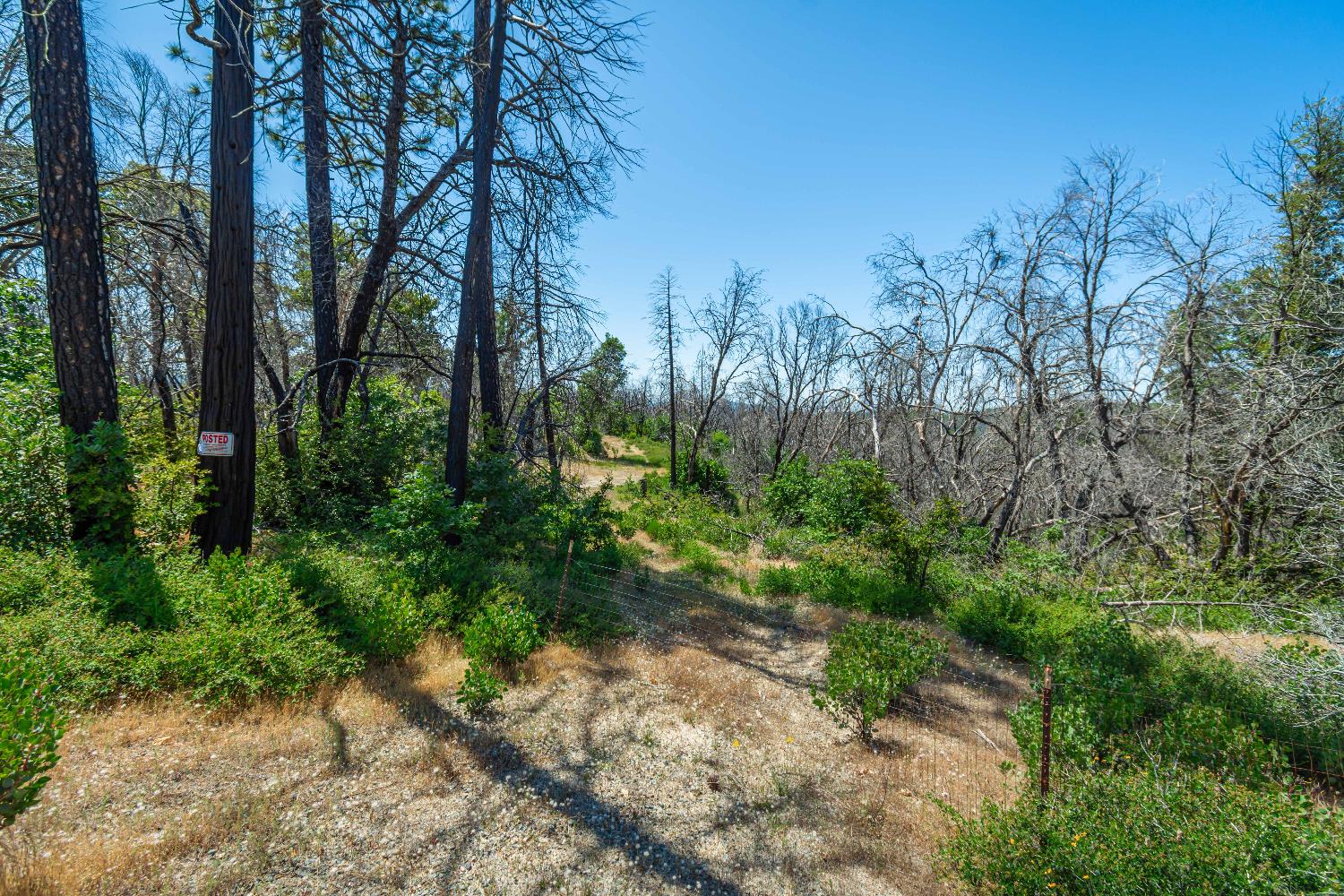Possum Lane, Berry Creek, California image 49