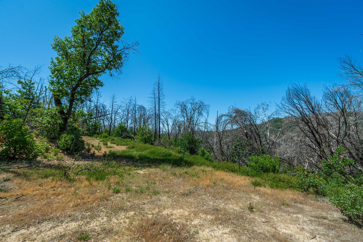 Detail Gallery Image 55 of 64 For 0 Possum Ln, Berry Creek,  CA 95916 - – Beds | – Baths