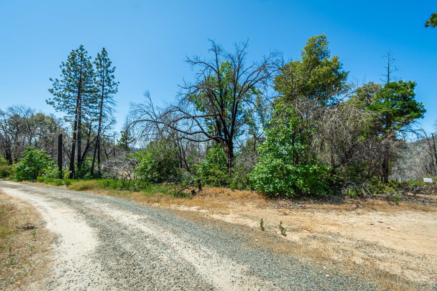 Possum Lane, Berry Creek, California image 47