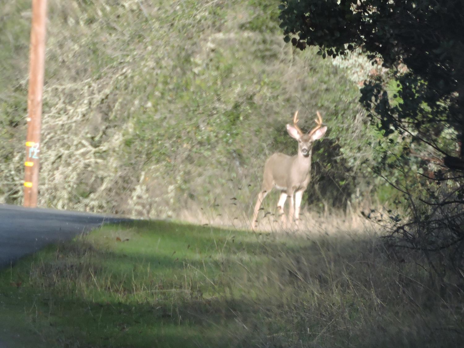 Perimeter Road, Grass Valley, California image 31