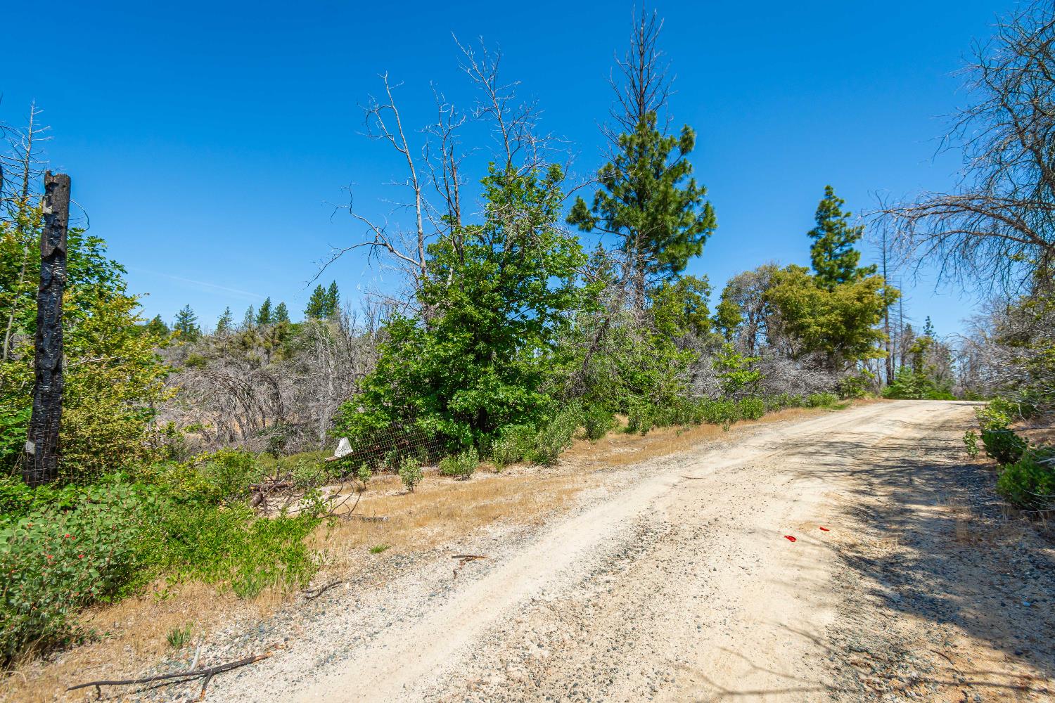 Possum Lane, Berry Creek, California image 41