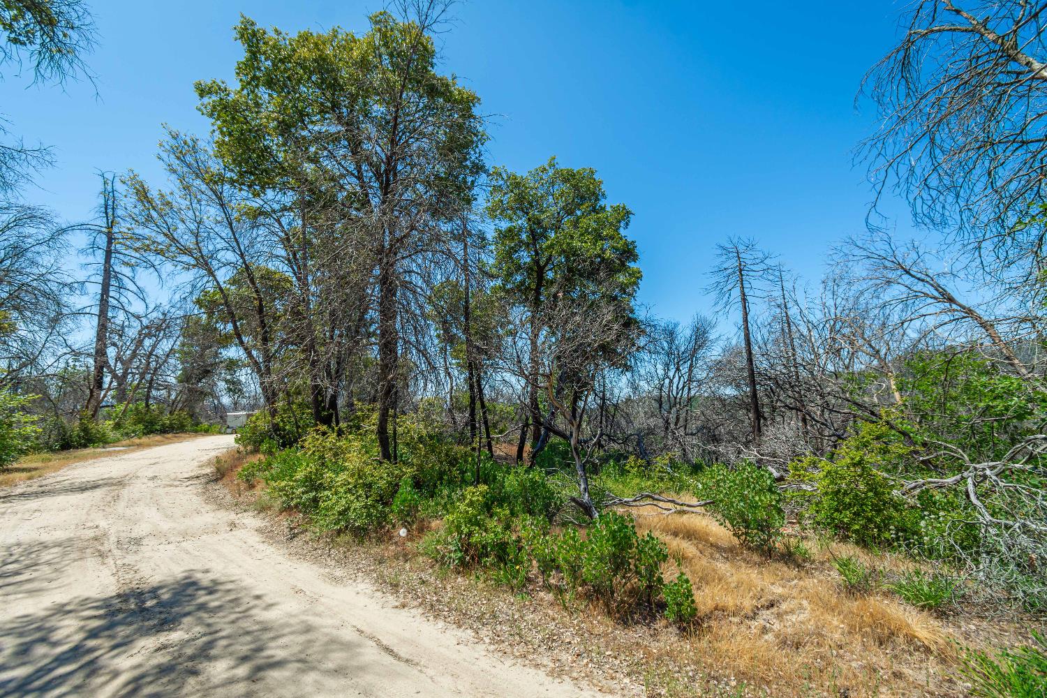 Possum Lane, Berry Creek, California image 44