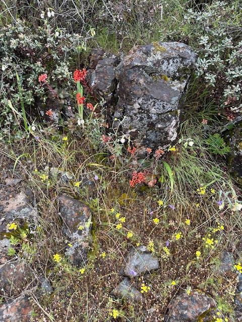 Quarry Turn Road, Foresthill, California image 6