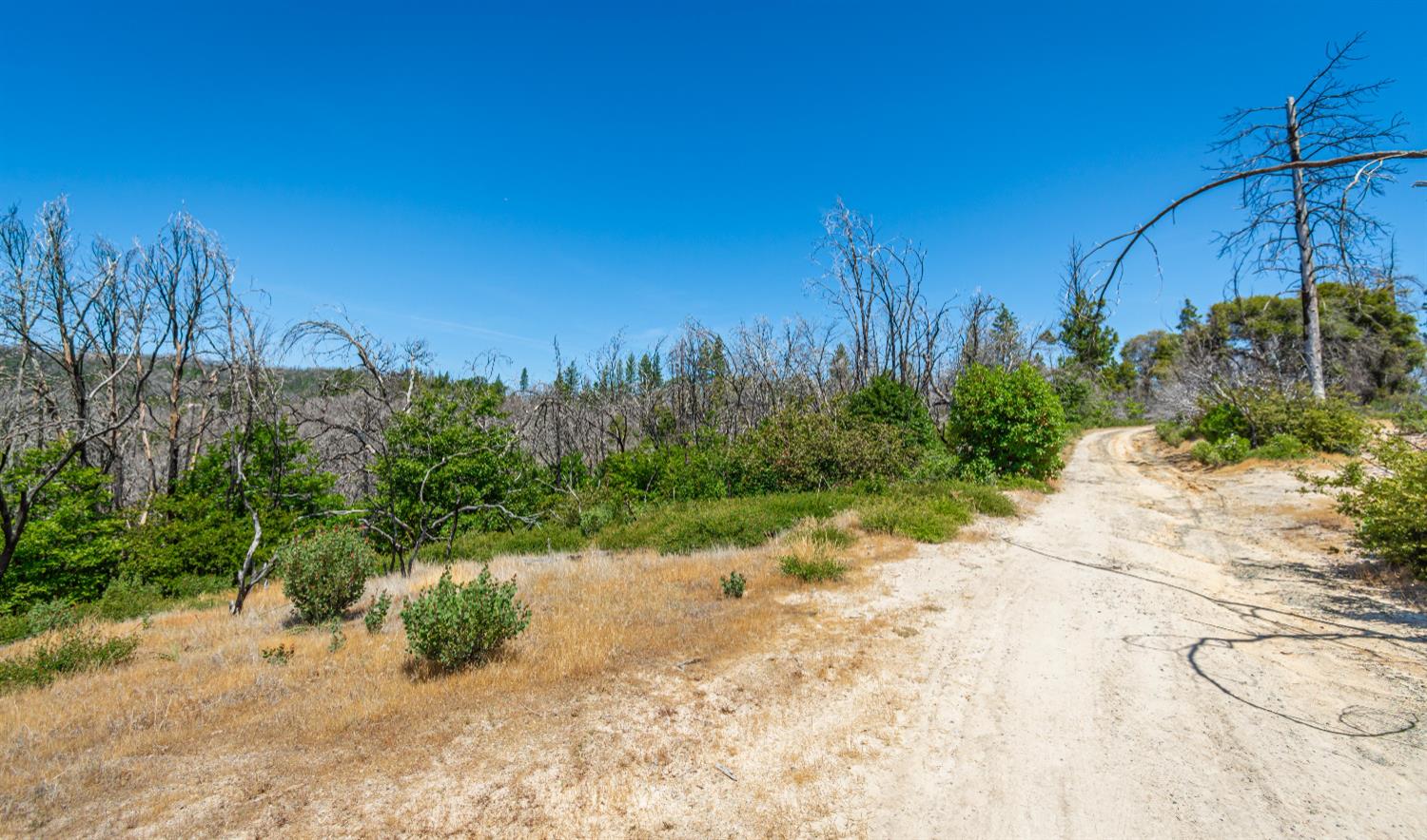 Possum Lane, Berry Creek, California image 39