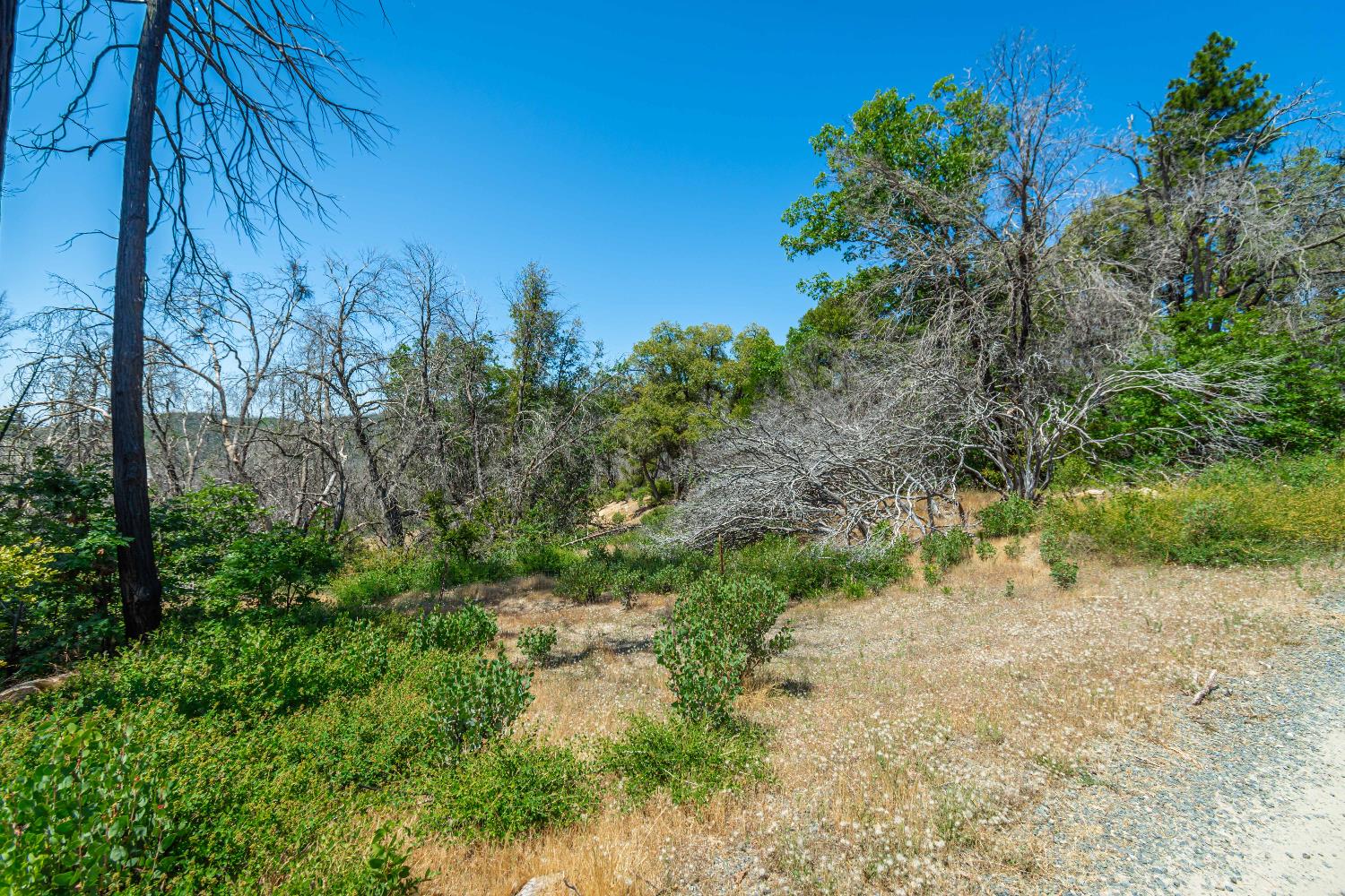 Possum Lane, Berry Creek, California image 46