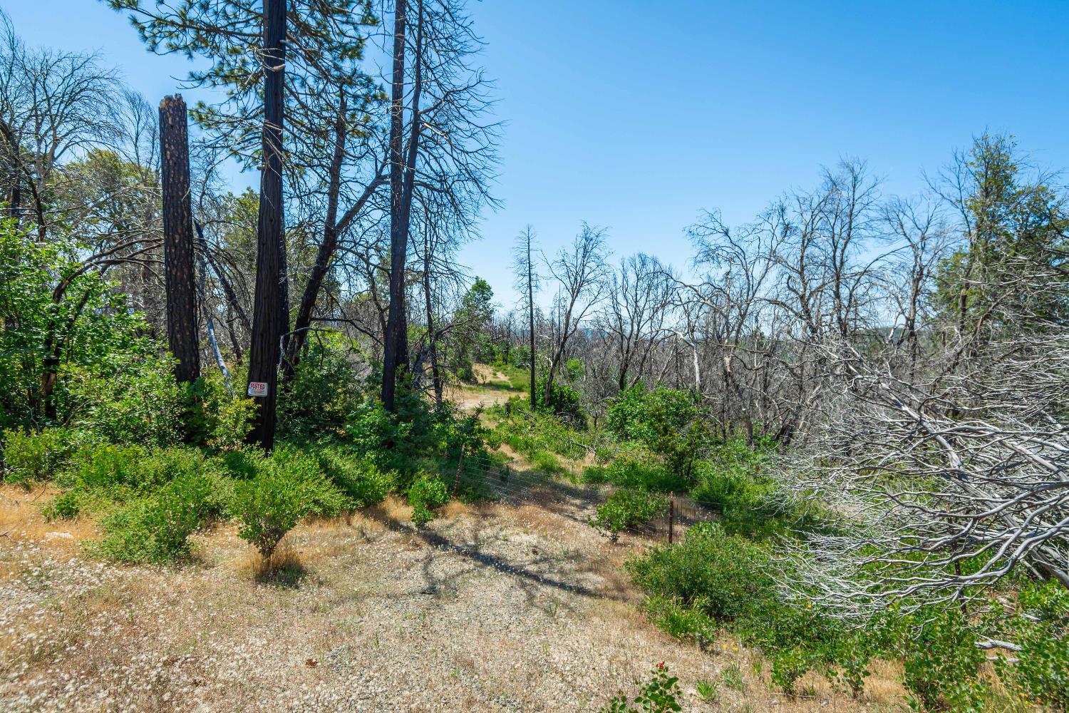 Possum Lane, Berry Creek, California image 48