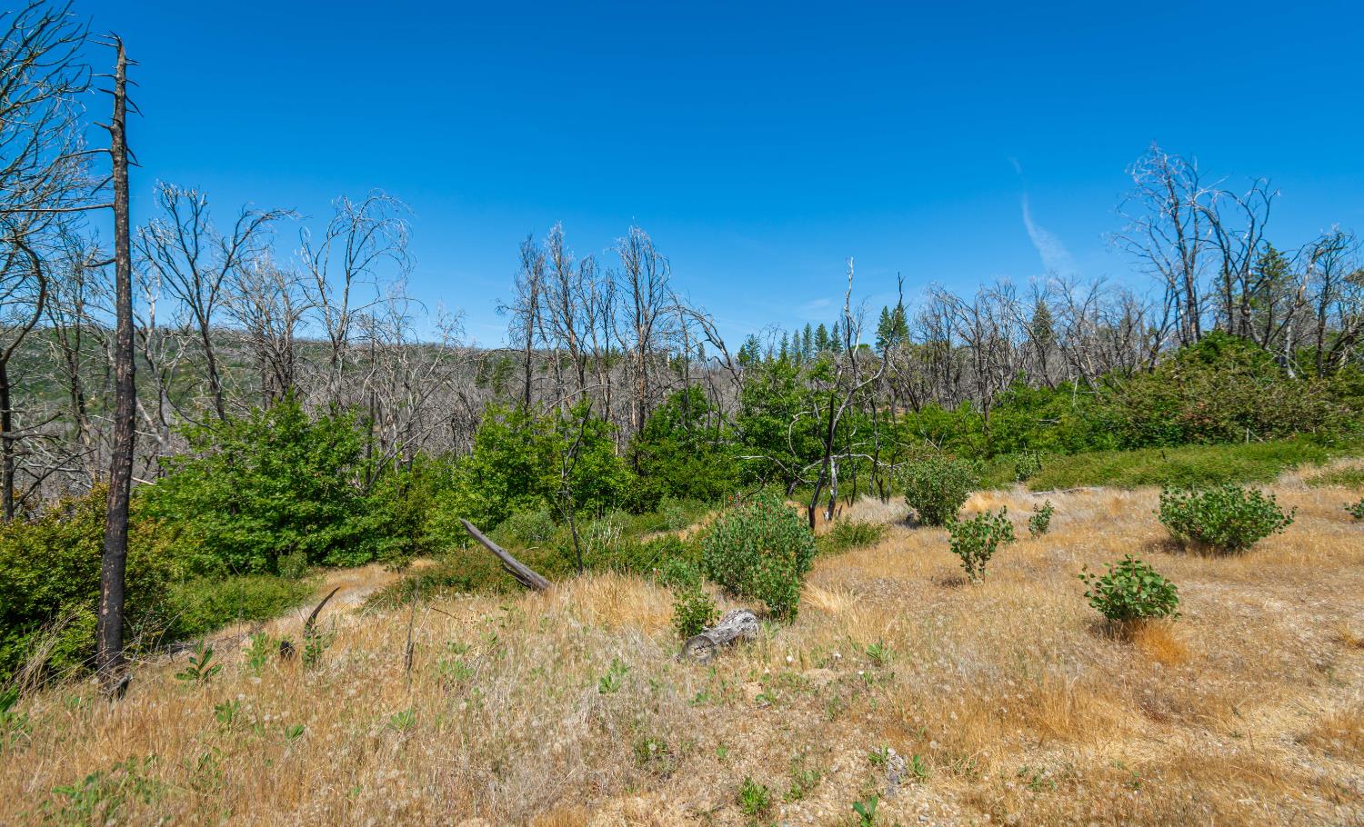 Possum Lane, Berry Creek, California image 38