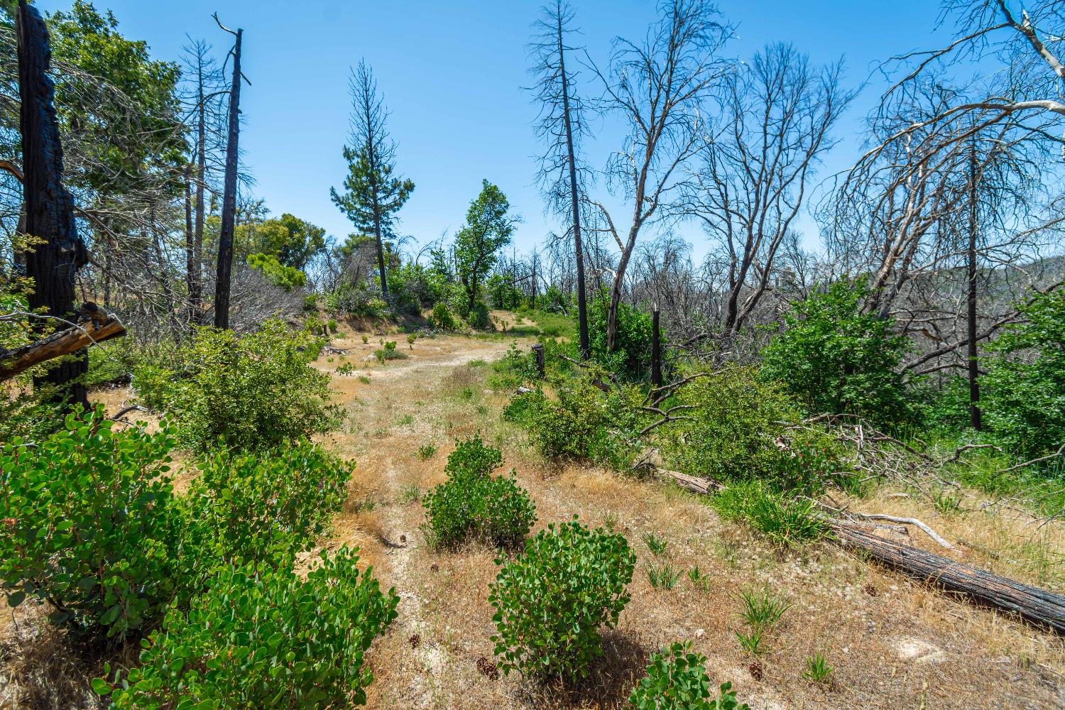 Detail Gallery Image 51 of 64 For 0 Possum Ln, Berry Creek,  CA 95916 - – Beds | – Baths