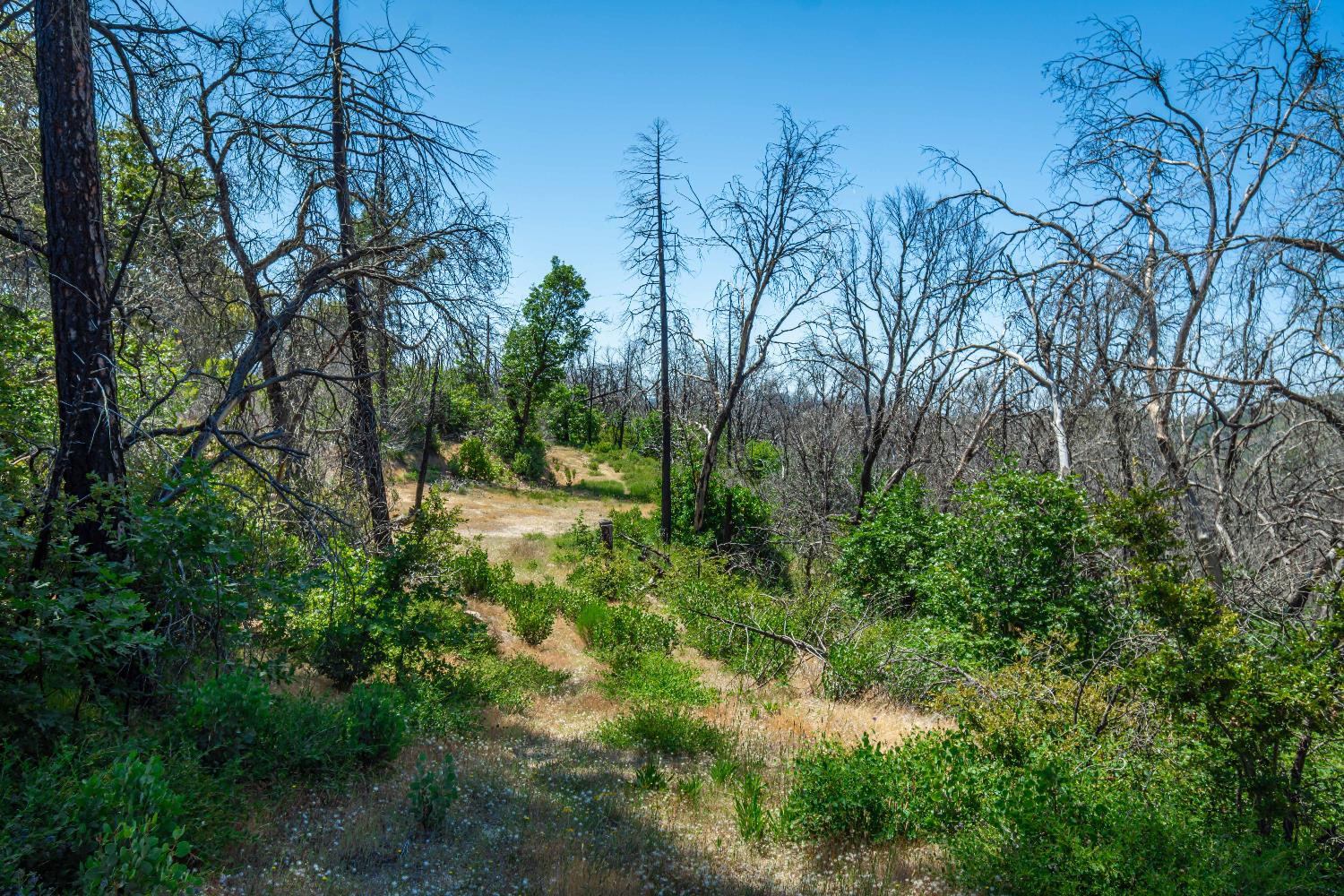 Possum Lane, Berry Creek, California image 50