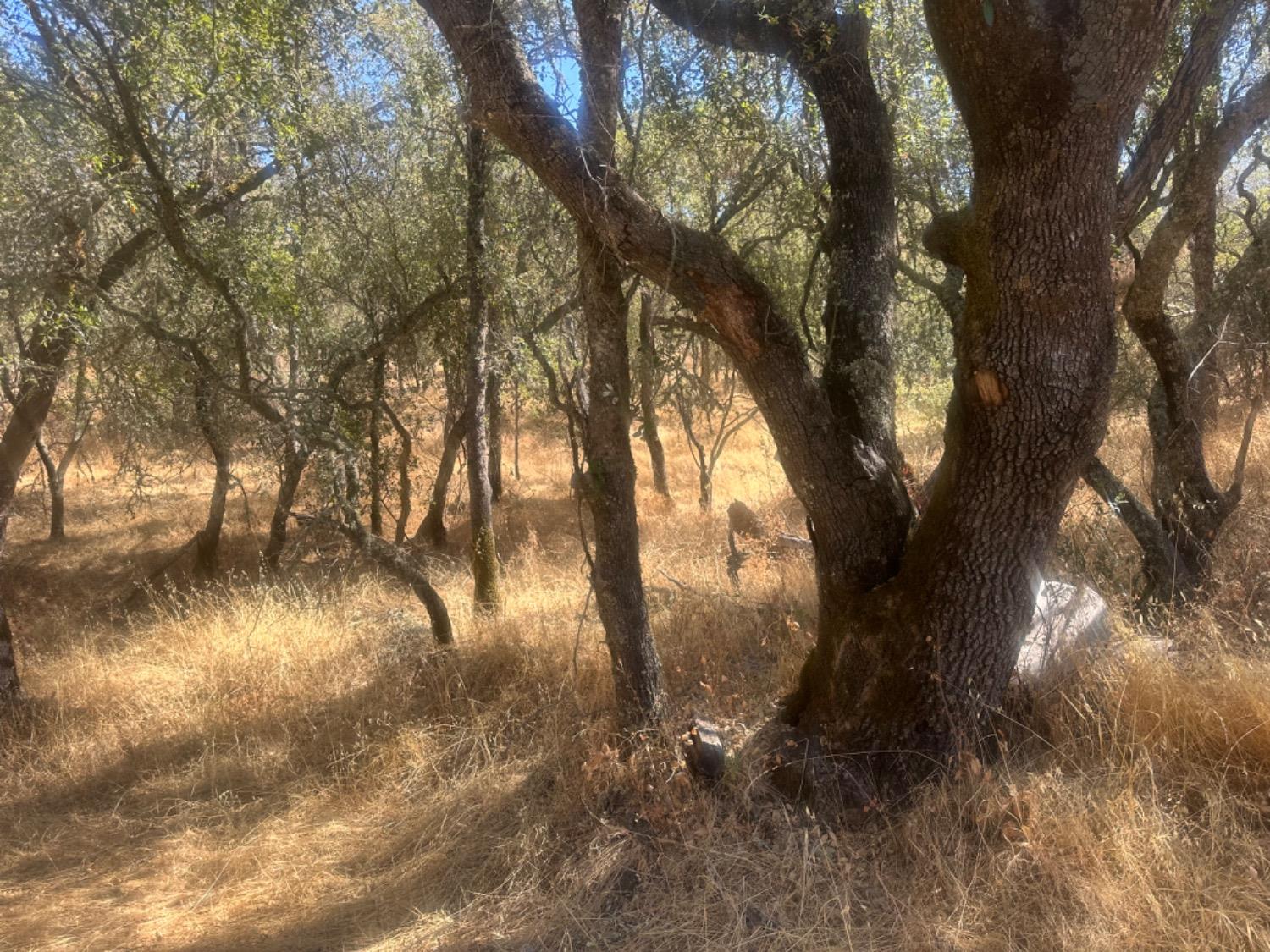Highway 49, Mokelumne Hill, California image 14