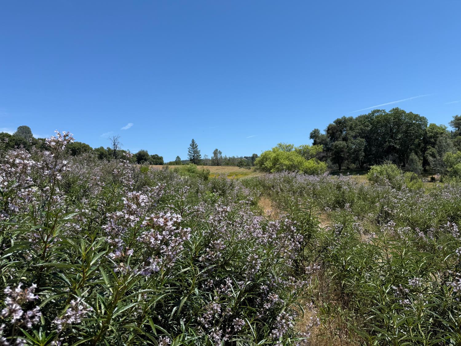Fairplay Road, Somerset, California image 13