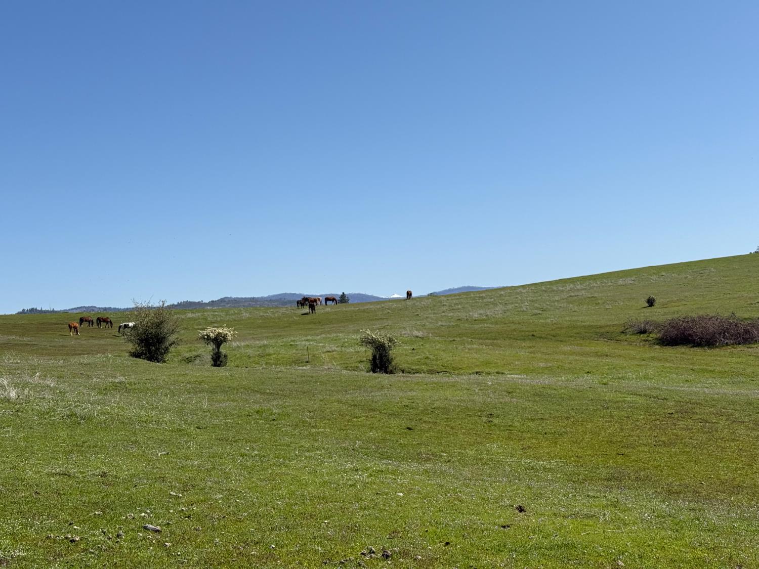 Fairplay Road, Somerset, California image 9