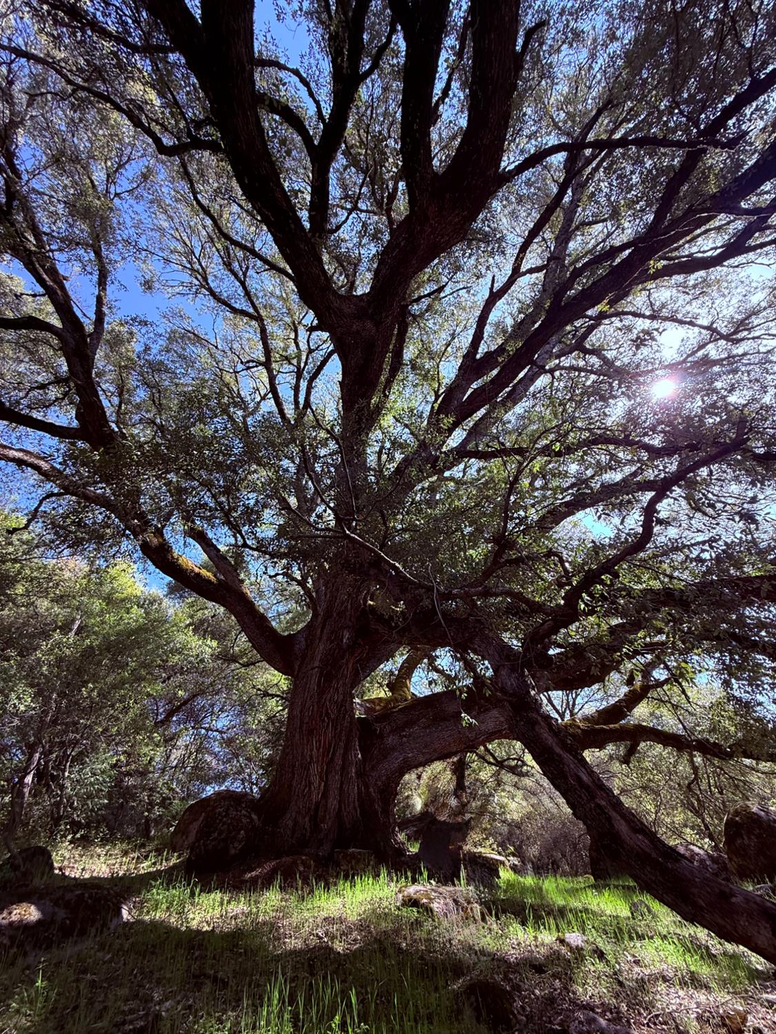 Fairplay Road, Somerset, California image 8