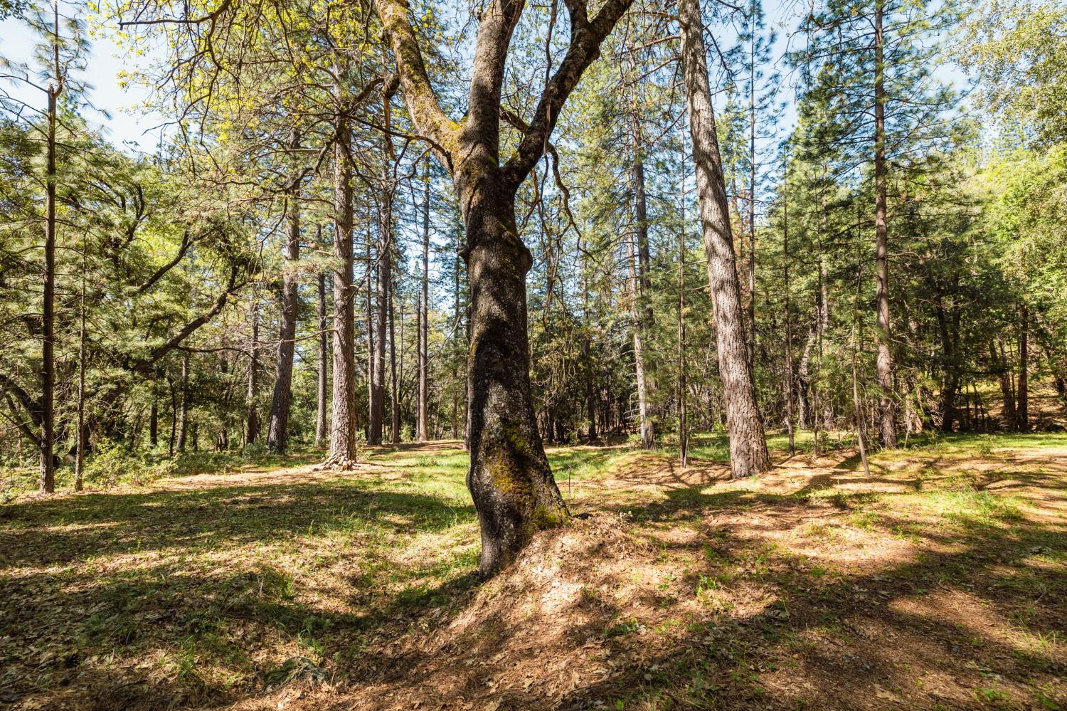 Big Hill Road, Sonora, California image 1