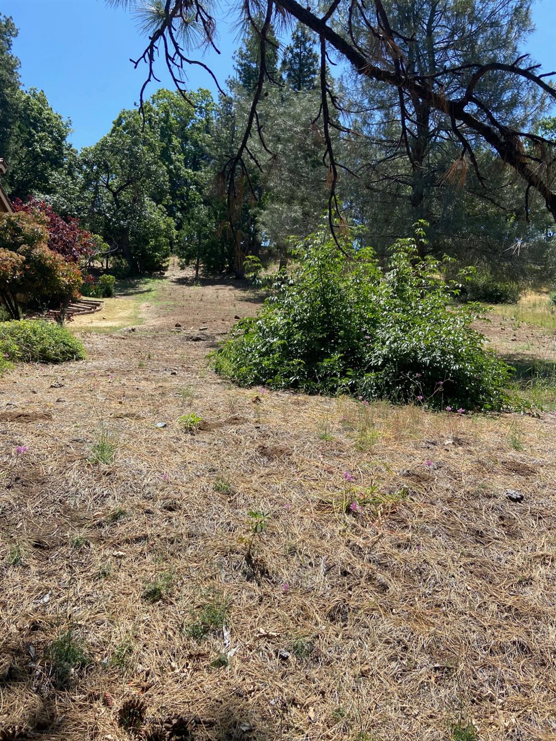 Dogwood Drive, Murphys, California image 4